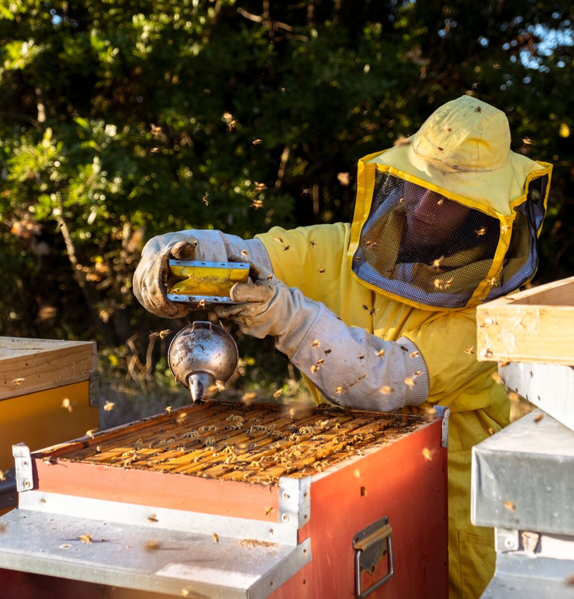 00 landing queen bee desktop