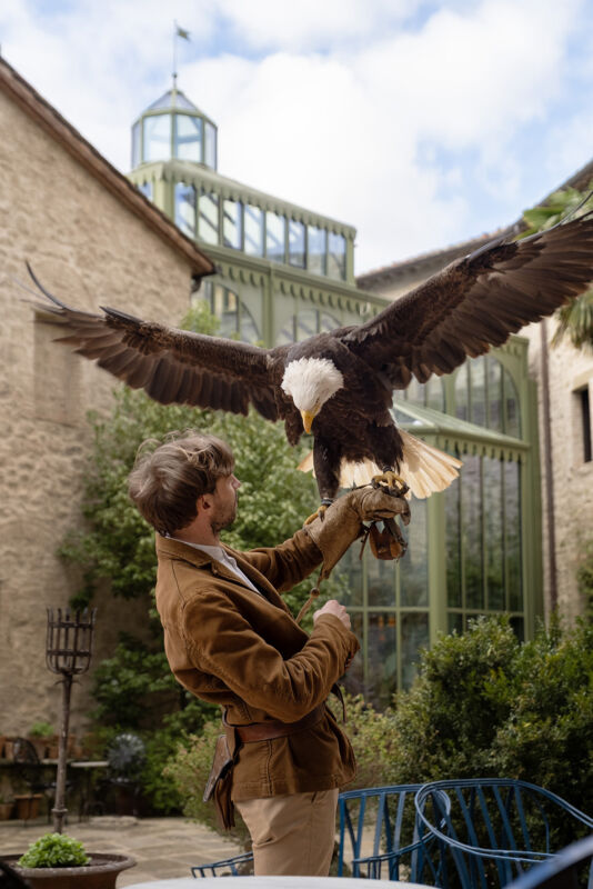 02 falconry gallery