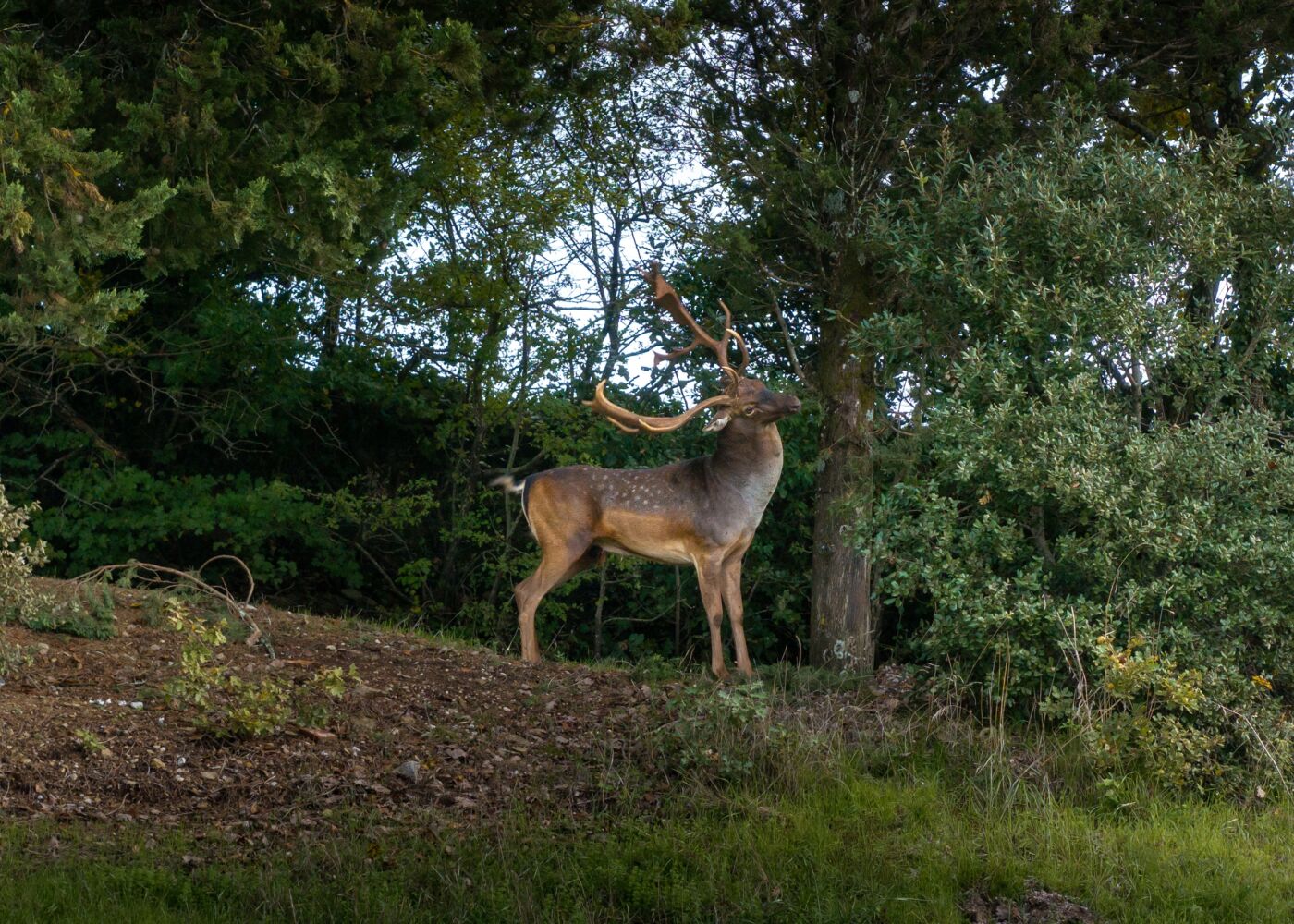 02 parallax media big natural desktop