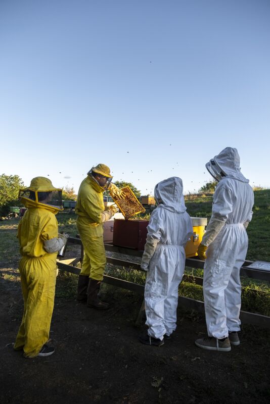 02 queen bee gallery