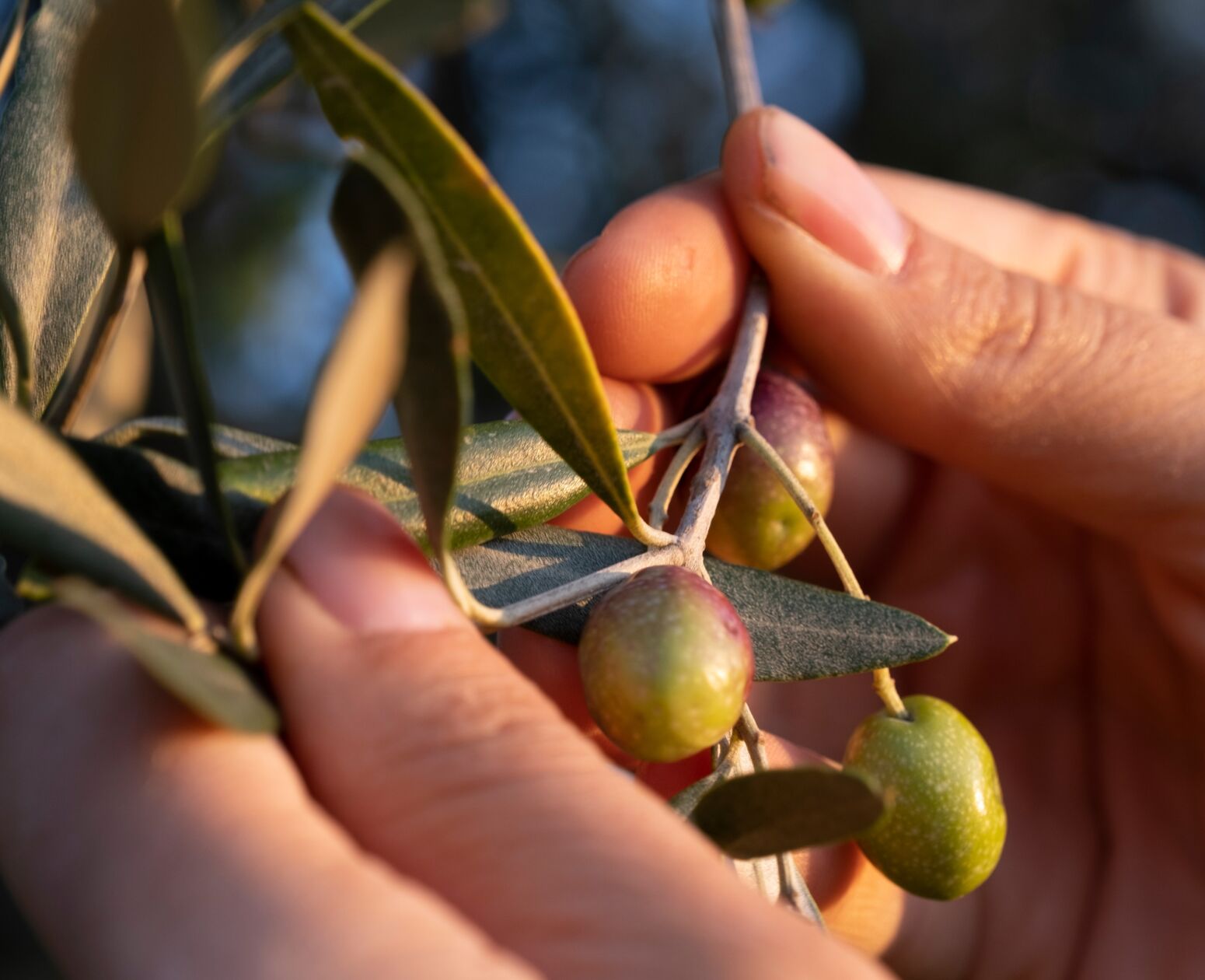 03 image text big olive groves desktop