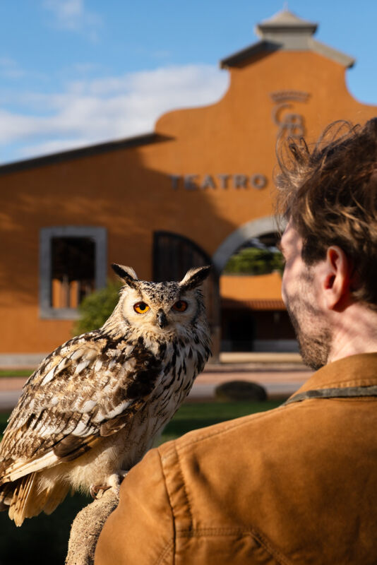 04 falconry gallery