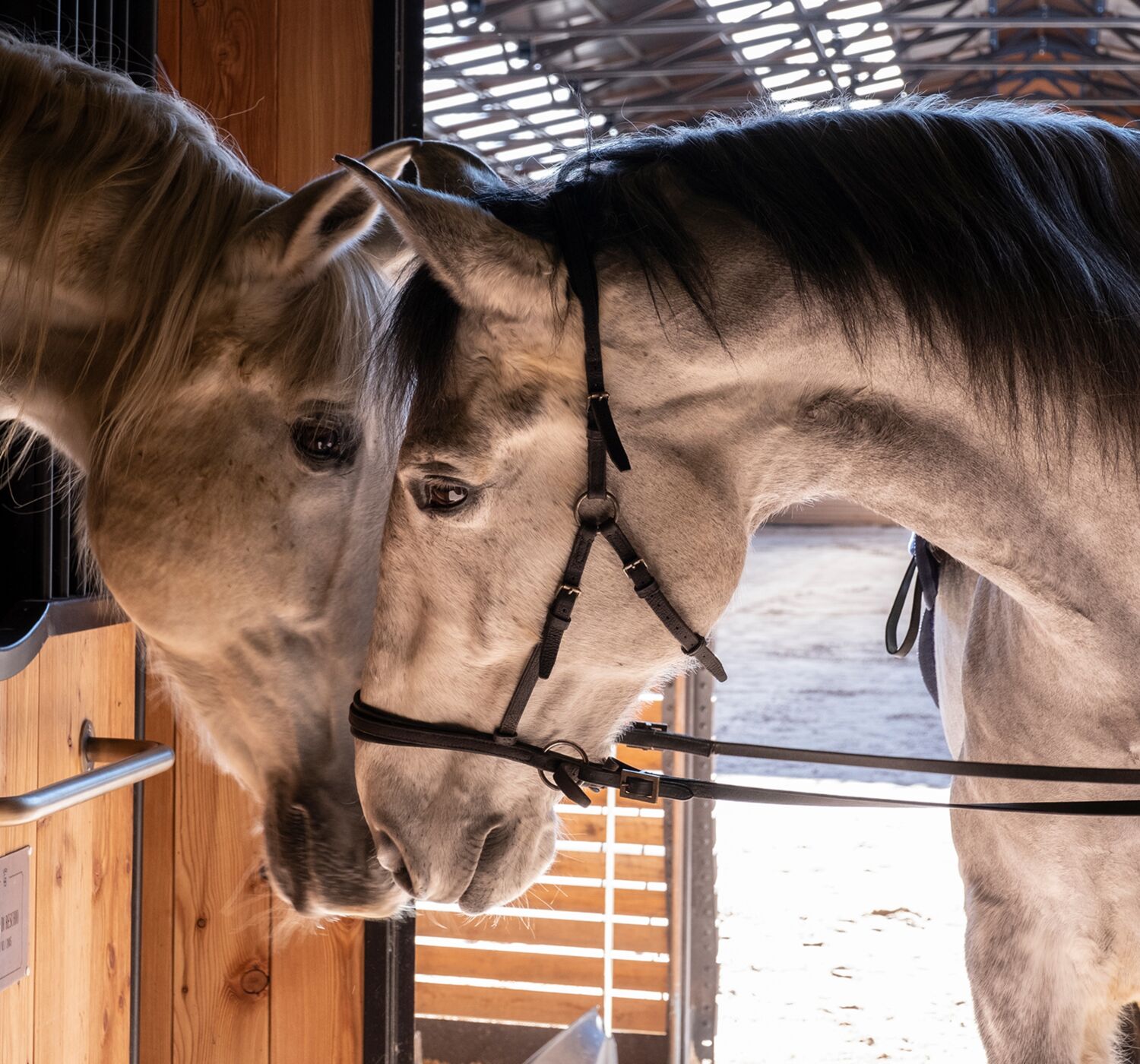 04 image text overlay square breeding desktop