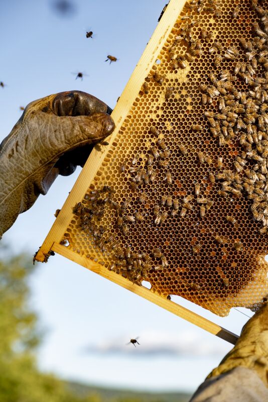 04 queen bee gallery