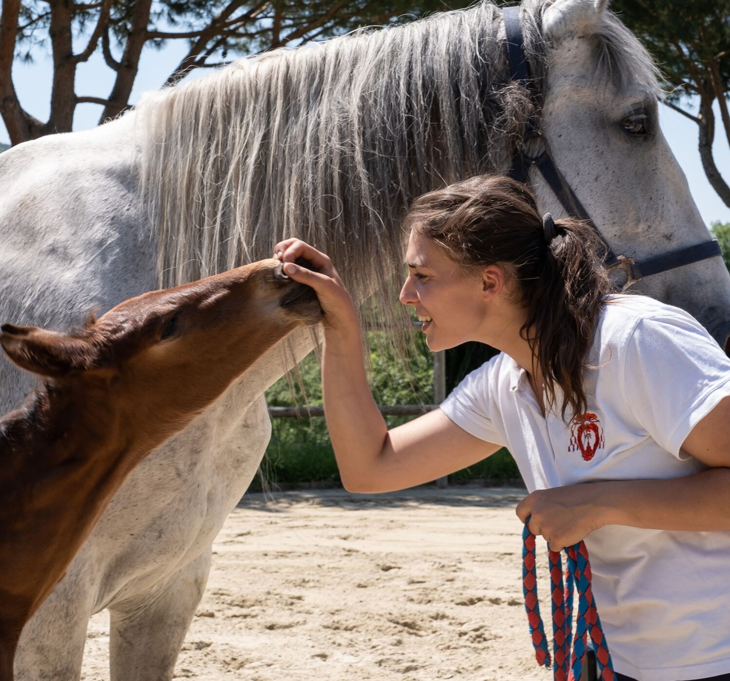 05 image text overlay rectangle school desktop