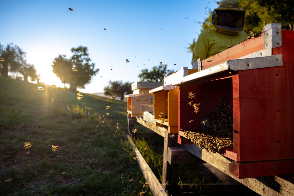 05 queen bee gallery