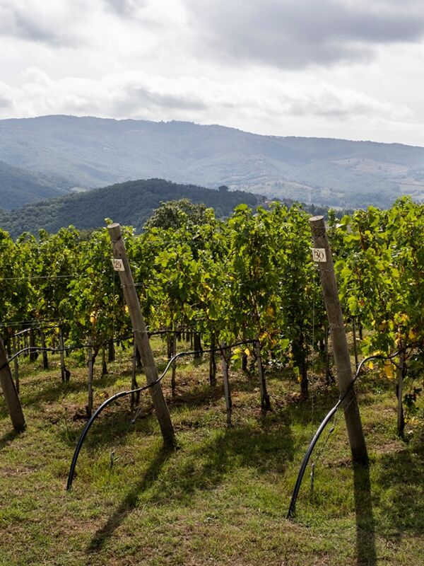 08 parallax square small vineyard desktop