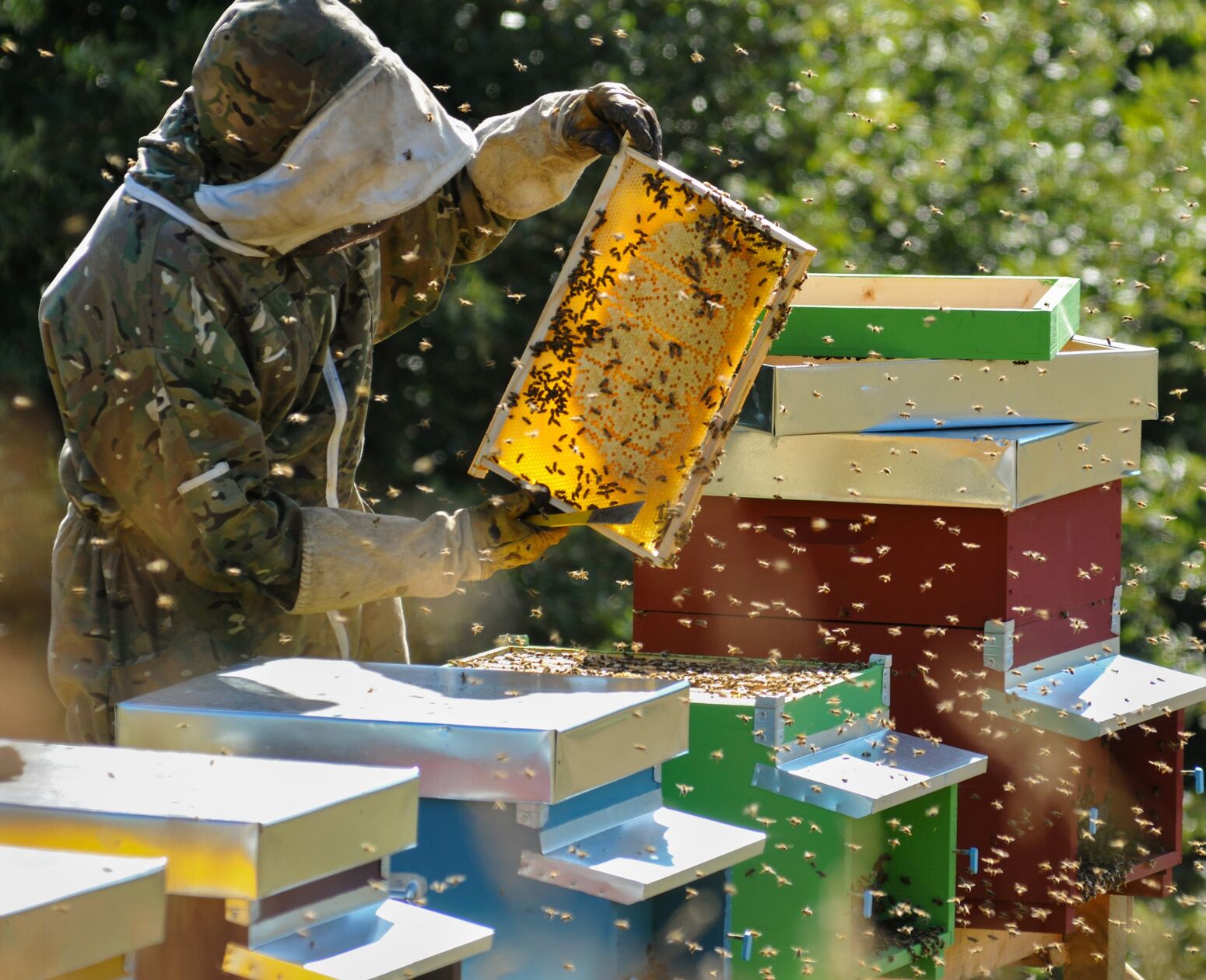 09 image text big honey desktop