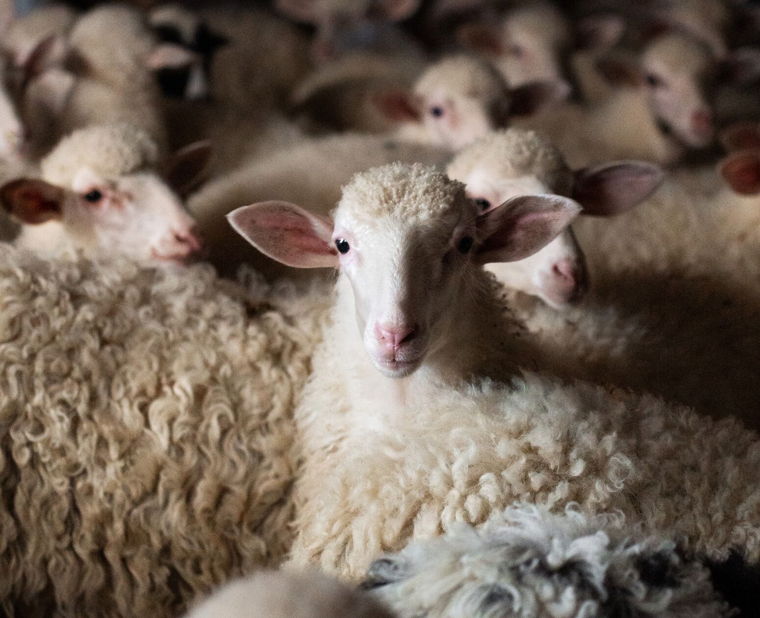 11 parallax square big sheep desktop