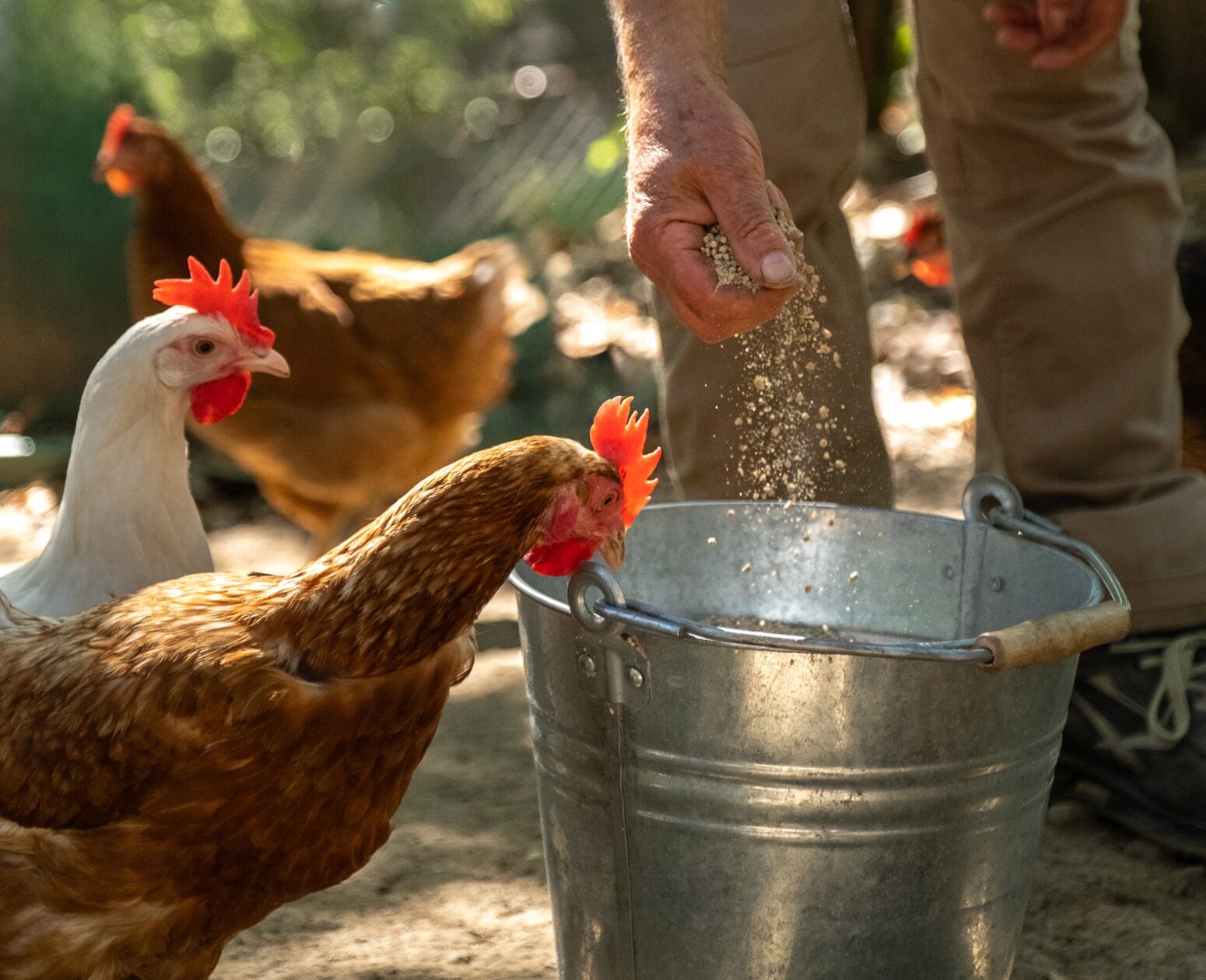 12 parallax square big galline desktop