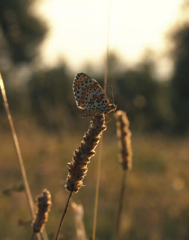 1 2025 02 04 090457 ypqn