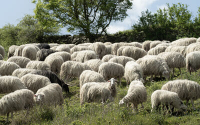 Copertina TWL maggio 25 1920x1080px