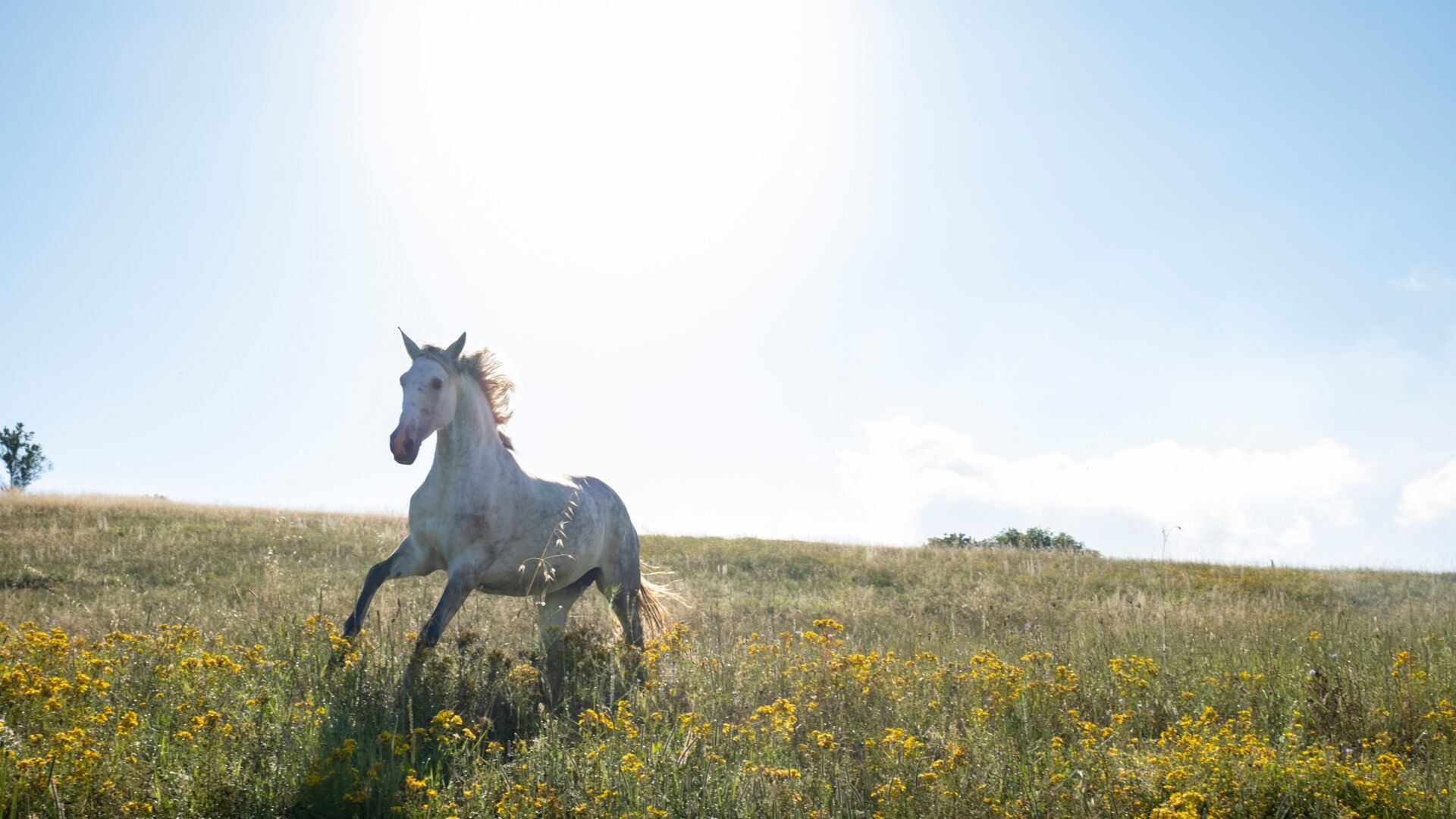 Cover video summer desktop