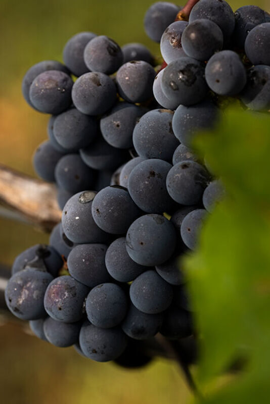 October 2020 gallery 5