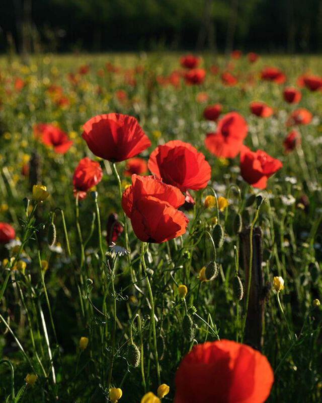 Twl may 2023 horizontal 3